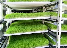 Hydroponic Fodder Machine
